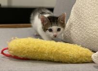 【話題】前髪柄の保護子猫と「巨大エビ天」の3年後、思わぬビフォーアフターにホッコリ