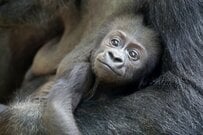 ゴリラのお母さんは、なぜお父さんに子育て参加を促すのか