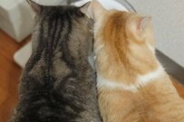 Twitterで話題の、一緒に飲む仲良し猫