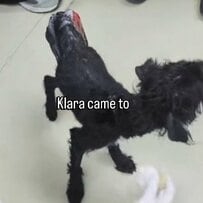 「ケガから感染が広がり敗血症に…」大ケガを負い瘦せ細った状態で保護された犬。素敵な里親に出会い元気を取り戻した姿に感動