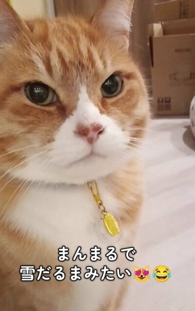 カメラ目線をくれるとらきちくん