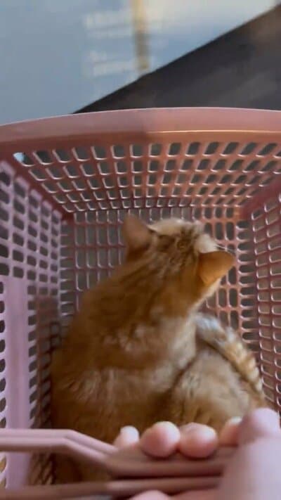カゴごと運ばれるこいもちゃん