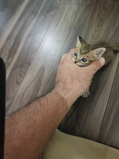 噛みついているような姿がかわいい