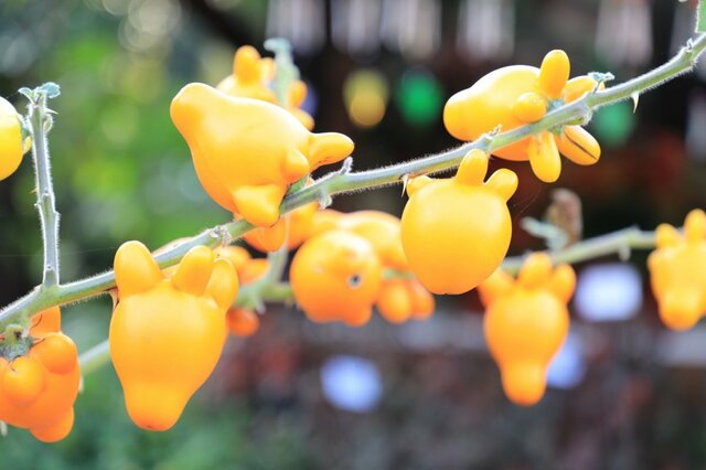 1鉢で秋の玄関が映える！おしゃれ＆ユニークな《実》がつく植物3選でハロウィンらしい雰囲気に
