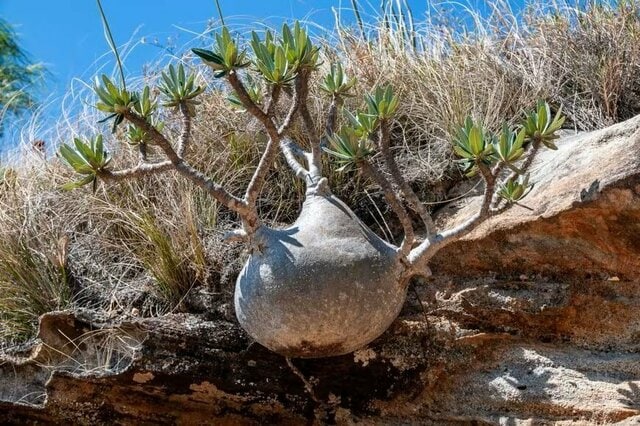 坪倉由幸 自宅で育てる観葉植物を紹介。塊根植物「アガベ」水耕栽培での発根を報告「スゴイ やりましたねー」「カッコイイ」と反響。