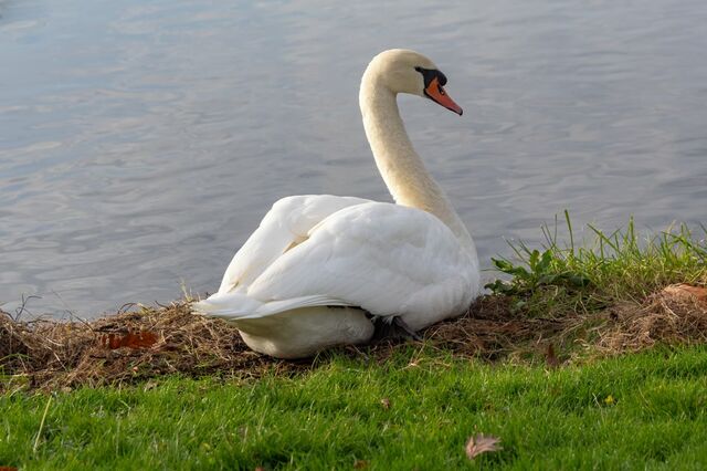 川で目撃した「白鳥の親子の列」にほっこり　ほほえましい光景に「ずっと見ていたい」