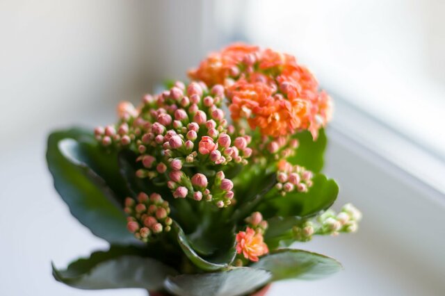 【冬はインドアガーデニング】室内で育てる「寒さに強い冬の花」7選