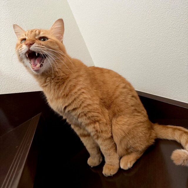 「抱きしめられたーい」猫ちゃんのギュッとしたお手々に胸キュン！まさかの癒しポーズが話題に