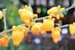 秋の玄関先や寄せ植えがあか抜ける《秋色の花＆ユニークな実》4選！おしゃれなハロウィンにも