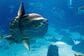 「山口県の水族館」でマンボウがガラス越しに大接近　迫り来る大きな口元に「可愛い」