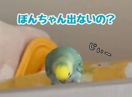 【出待ちするインコ】「カゴから出ないお友達のサザナミインコを心配するセキセイインコ」に胸キュン！