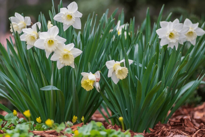 Iva Vagnerova/istockphoto.com