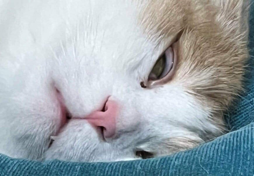 出所：@torotolo106106