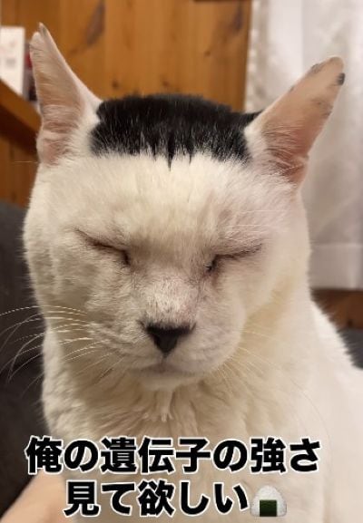 出所：＠sakuraneko222