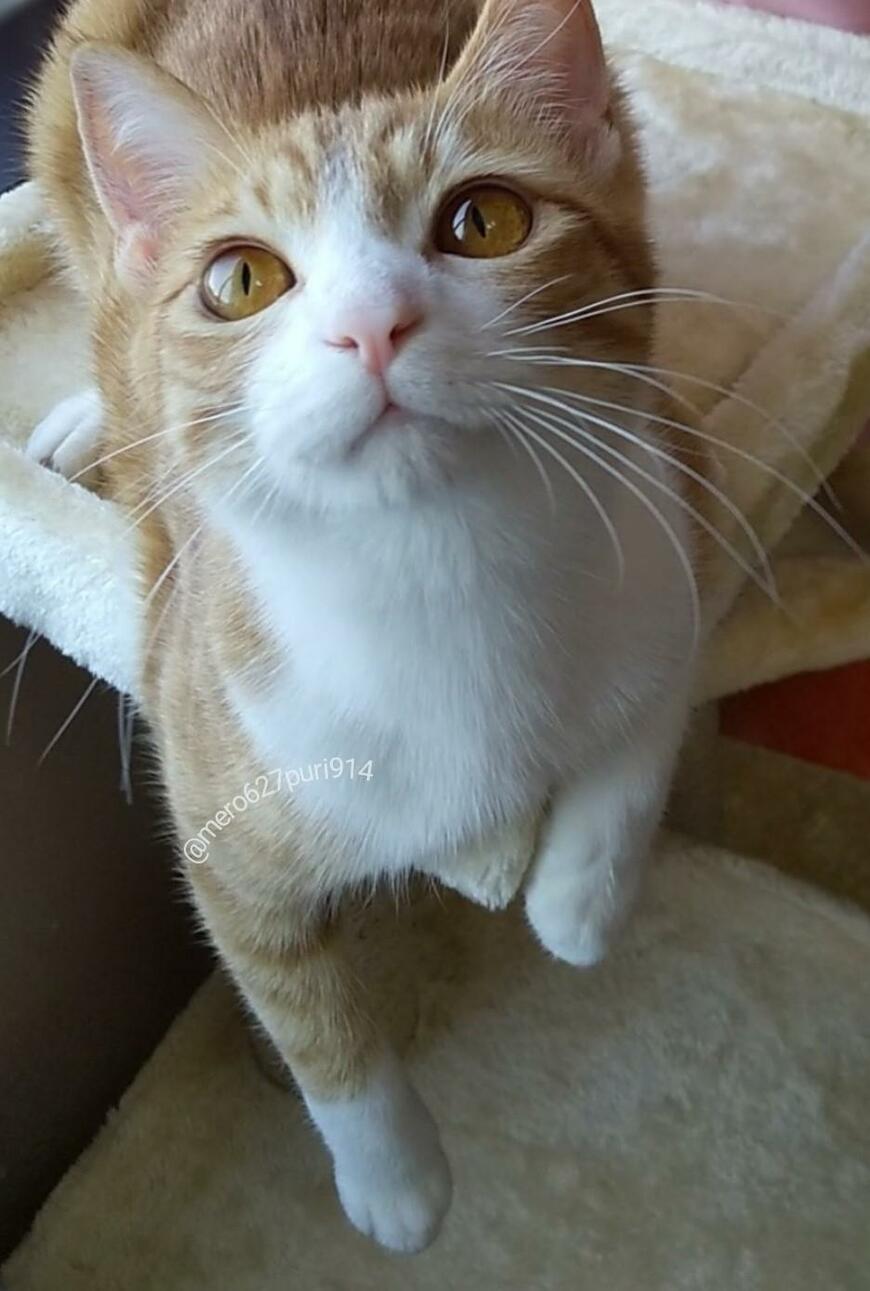 出所：@mero627puri914