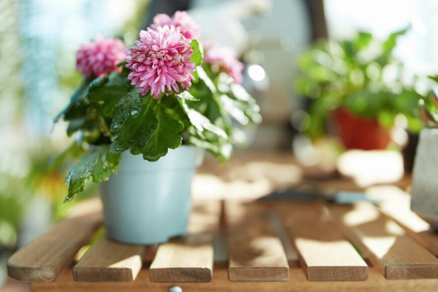 Alliance Images/shutterstock.com