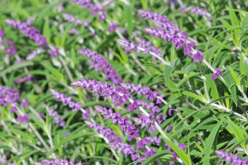 aimintang/istockphoto.com