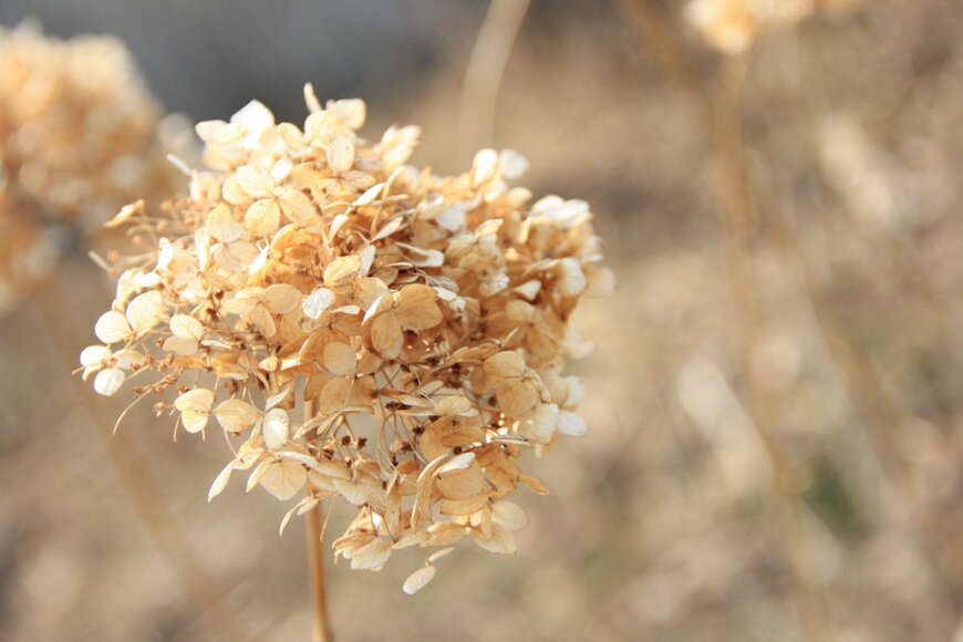 Red-Diamond/shutterstock.com