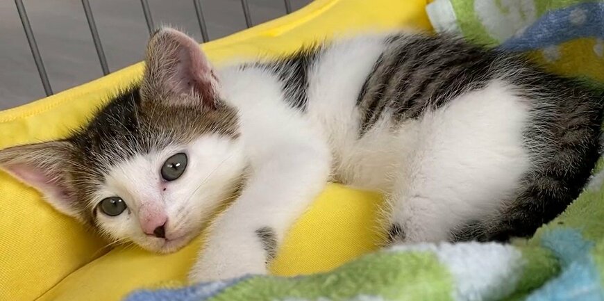 出所：@Saeroyi_cat