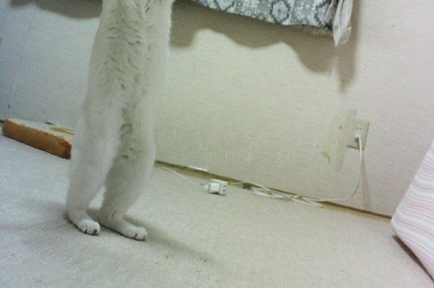 【人間、入ってますか?】猫が見せた「まさかの立ち姿」に思わず二度見 「思ってたより脚長い」