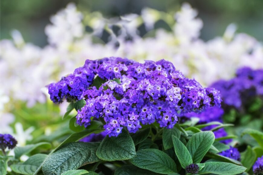 NataliaVo/istockphoto.com