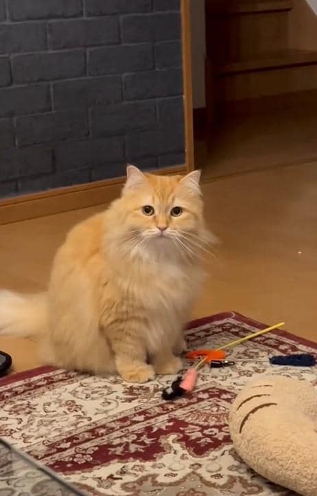 出所：@NEKOLAND13