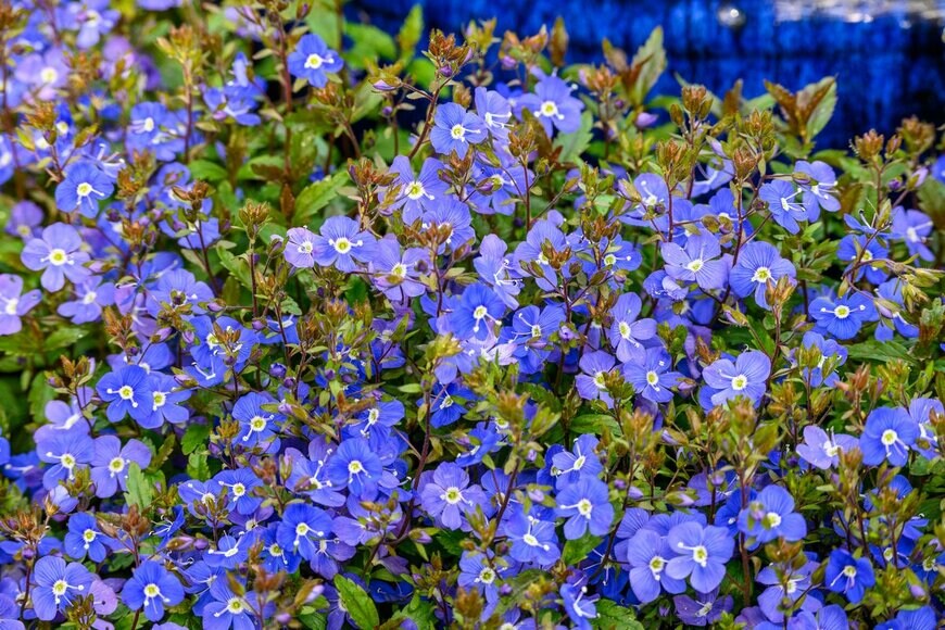 knelson20/shutterstock.com