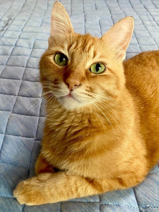 出所：@Adonis_Beginner