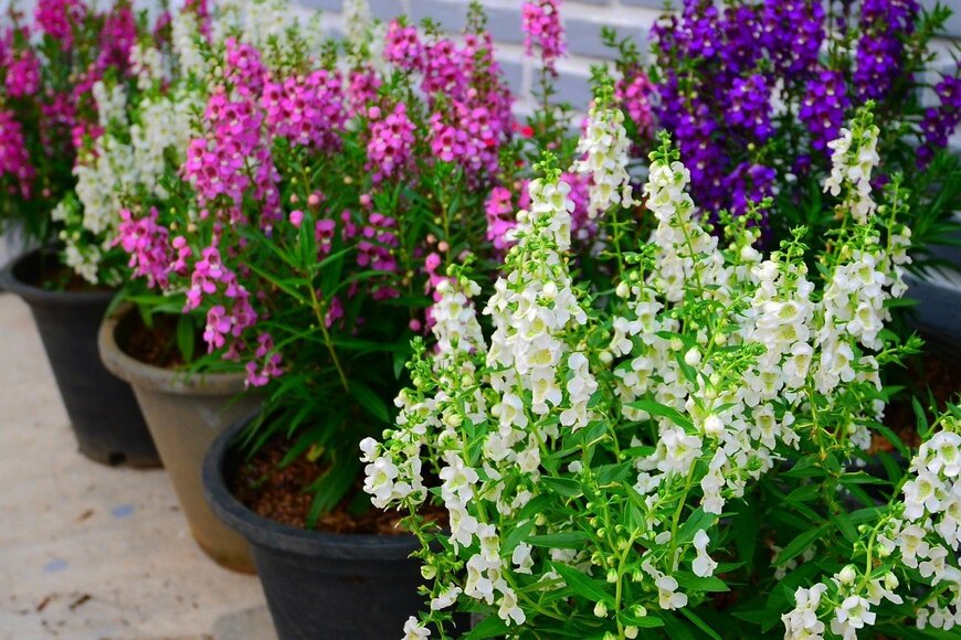 アンゲロニア　　orientalprincess/shutterstock.com