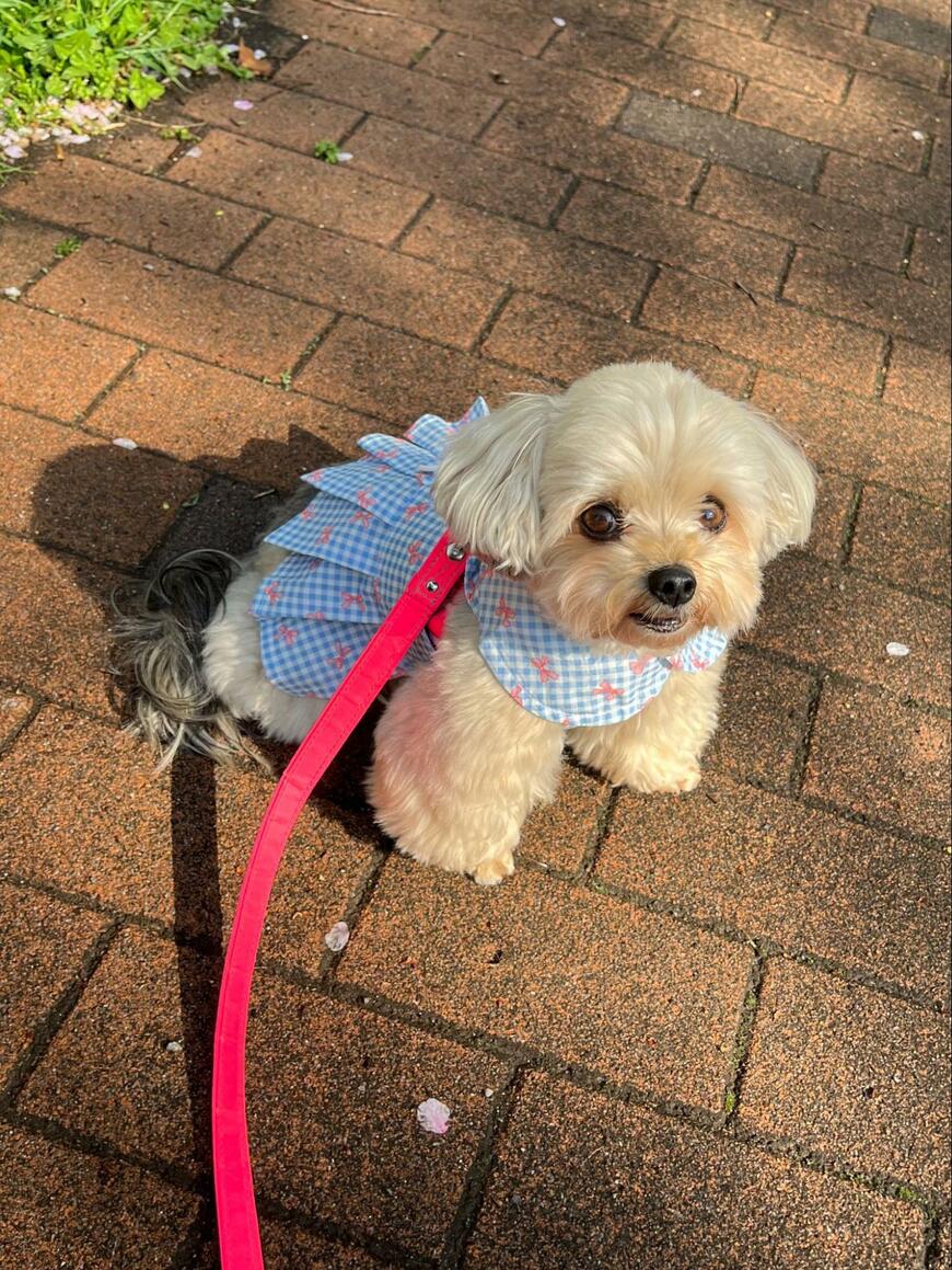 出所：@potage_0924