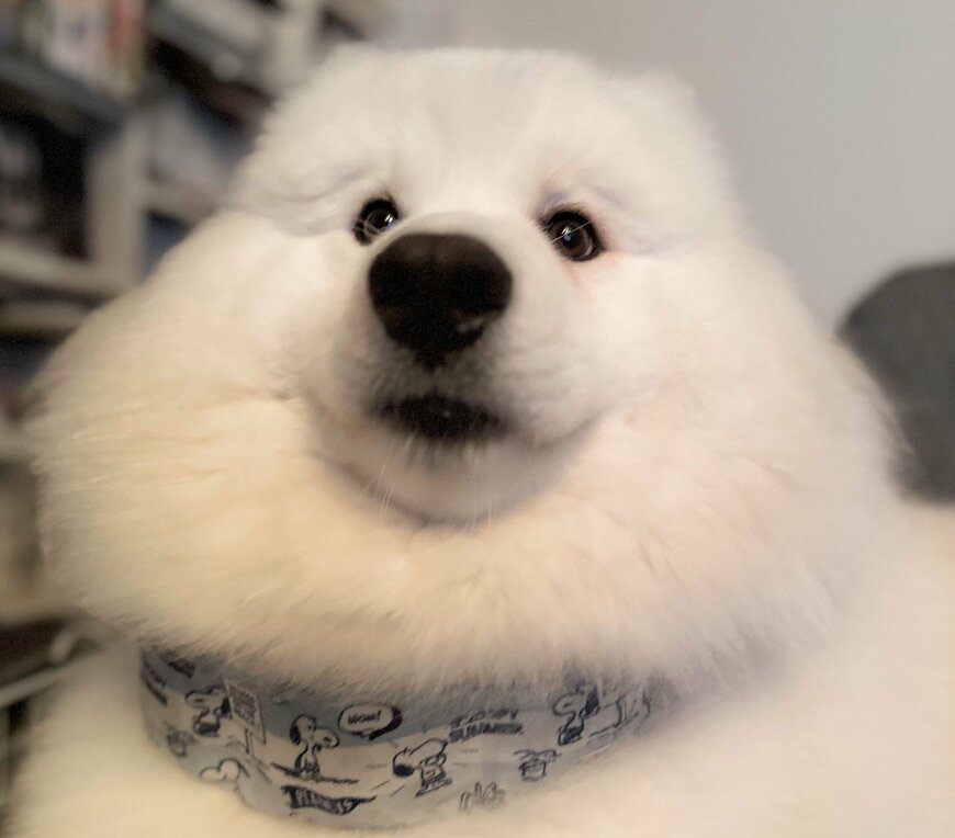 出所：@samoedsoran