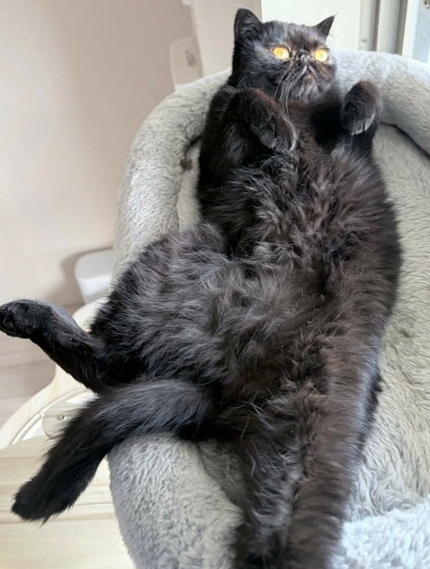 出所：@kotetsu_0420