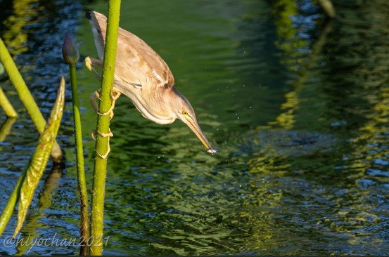 出所：@hiyochan2021