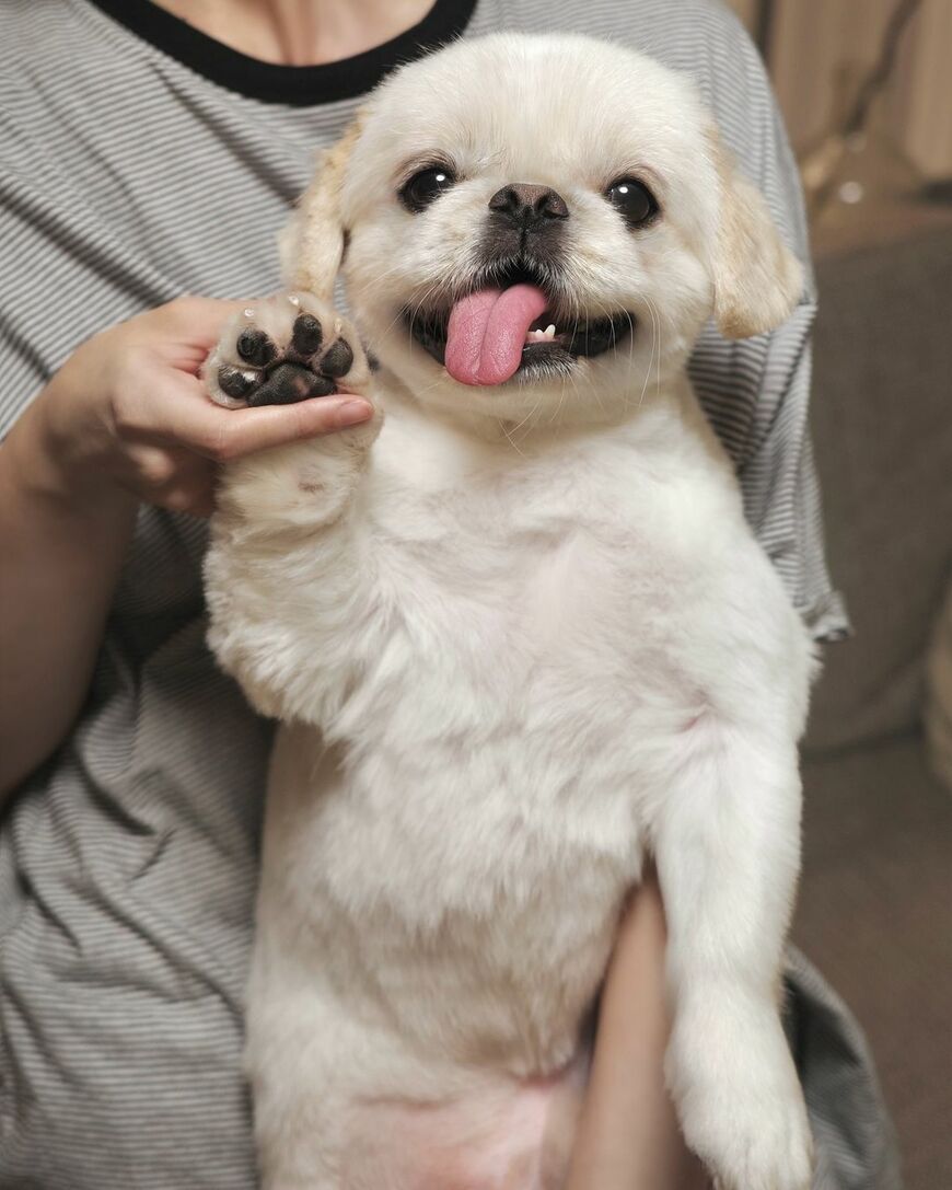 トリミングから帰ってきた犬さん　受け取ったレポート内容にホッコリ「戦う勇者！」