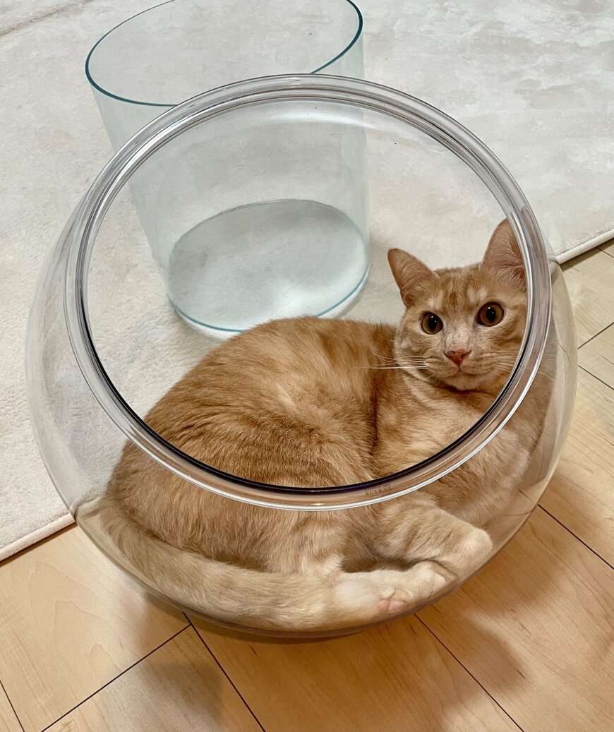 出所：@Teagle_Noir