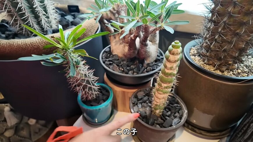 出所：森泉のYouTube（@IZOOMIChannel）参照日：2025年7月24日