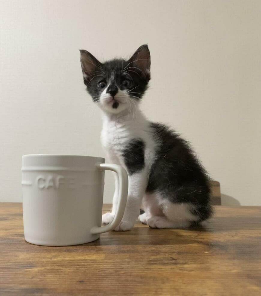 出所：@00shitemita