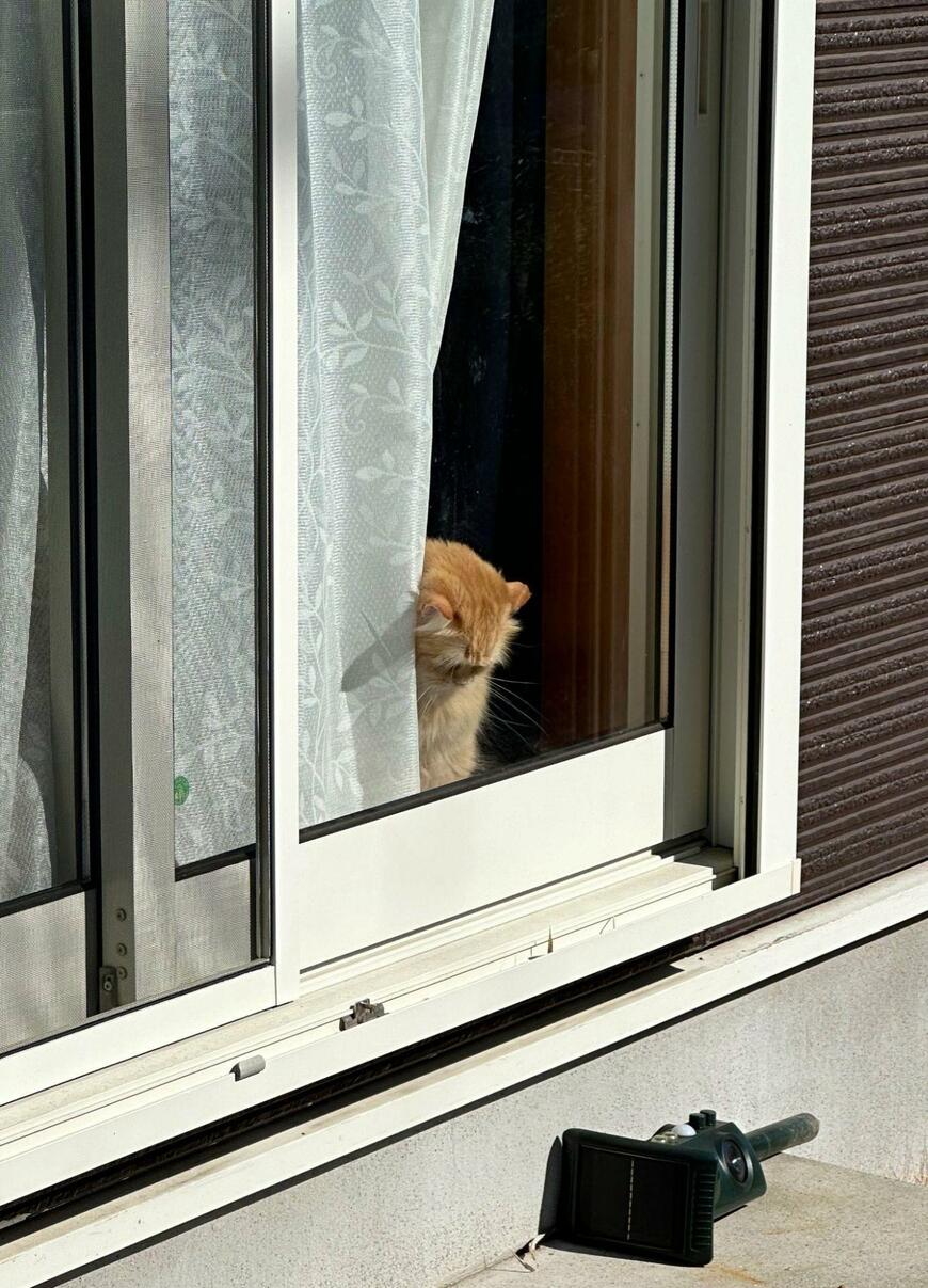 「うわぁああ」出勤を見送る猫　あまりにも切ない光景が「退職案件」と話題に