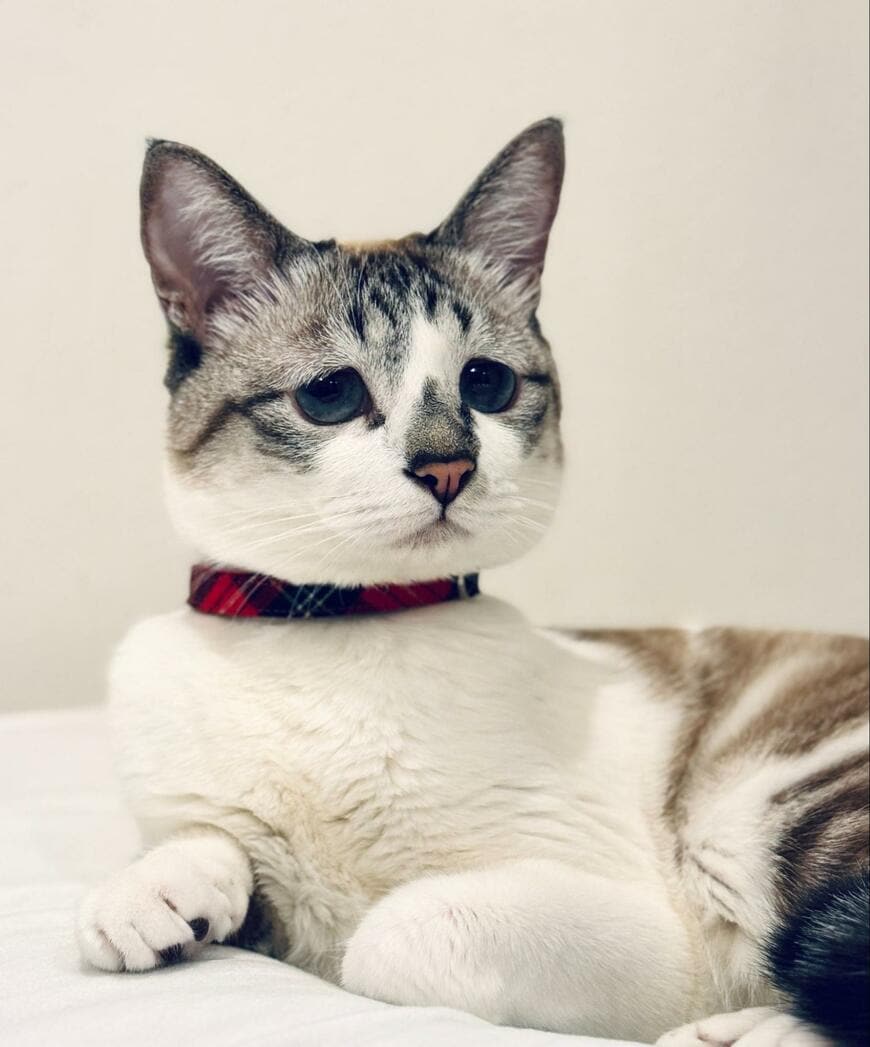 出所：@piennekomint