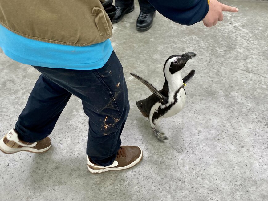 画像出所：ケープペンギン（筆者撮影）