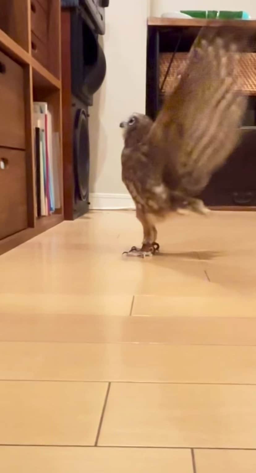【気になるフクロウ】棚の中には何があるの？翼をバタバタ…→まさかの展開にツッコミ殺到！？