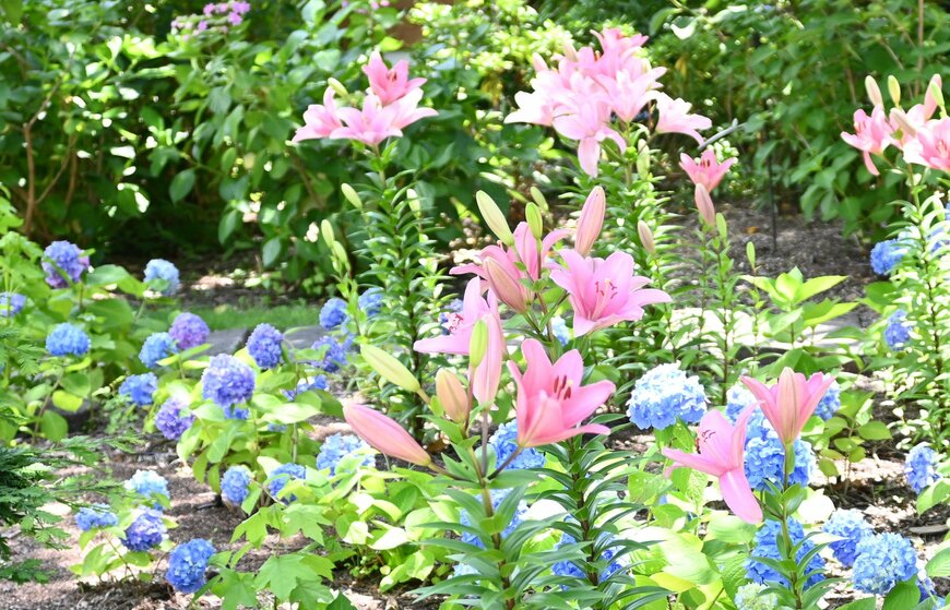 出所：株式会社キャッスルホテル「【ロッジ舞洲】自然が織りなすアート、色鮮やかなあじさい＆ユリの競演！5月25日から大阪ベイエリアの「ホテル・ロッジ舞洲」でガーデンフェア2024（旧・あじさい展）開催！」（NEWS CAST）