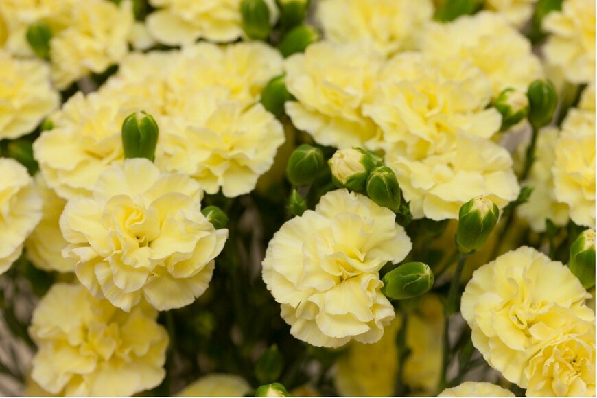 y-studio/istockphoto.com