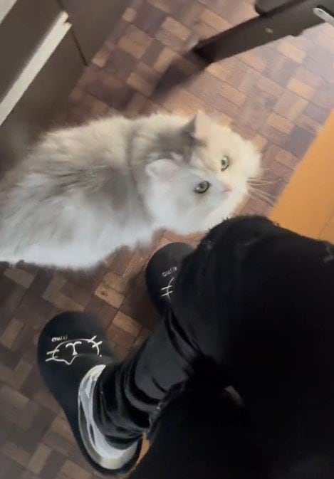 出所：@NEKOLAND13