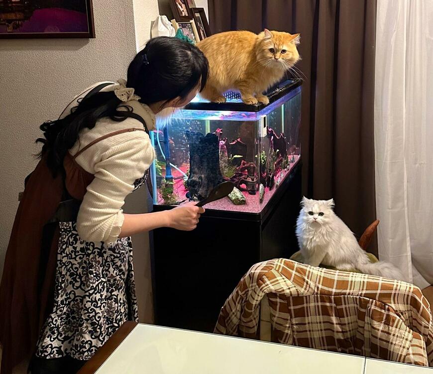 出所：@NEKOLAND13