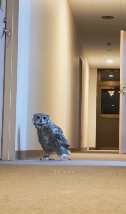 出所：@chibita_owl