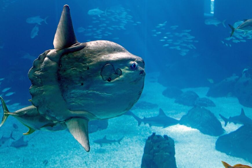「山口県の水族館」でマンボウがガラス越しに大接近　迫り来る大きな口元に「可愛い」