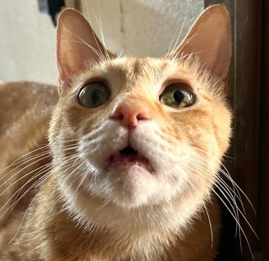 出所：@Beercat_Ana_Dar