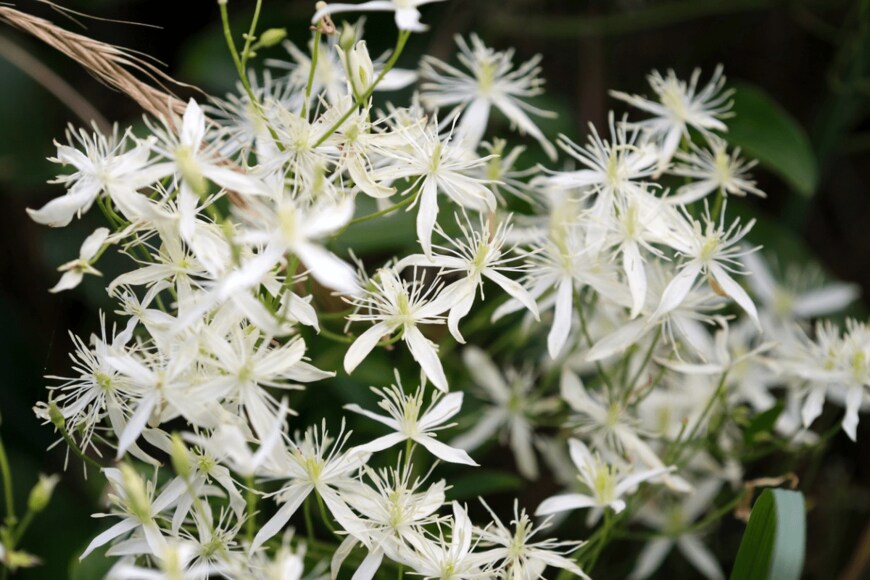 Clematis/istockphoto.com
