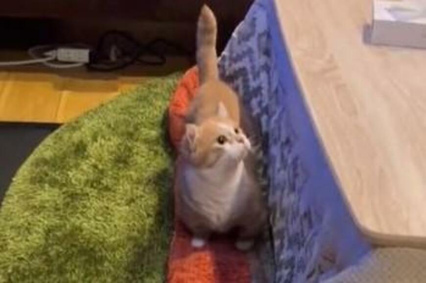 猫さん「初めてのコタツ」にオロオロ…可愛すぎる反応にXユーザー大興奮！